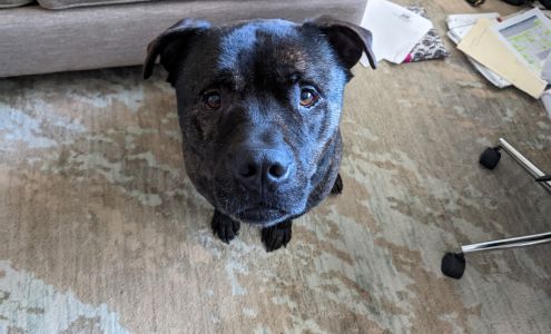 Country Club Animal Hospital 301 W Country Club Rd, Roswell New Mexico 88201