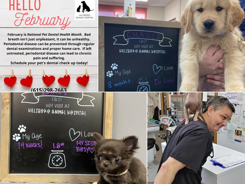 Hillsboro Animal Hospital: Given Chad DVM