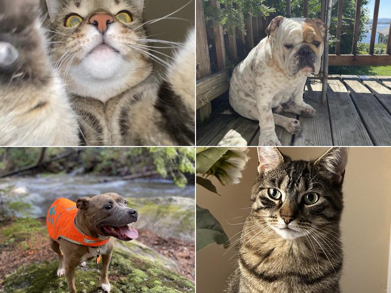 Meredith Place Veterinary Emergency Hospital