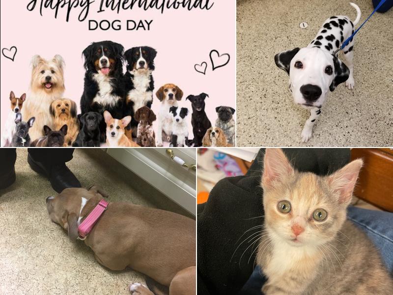 Schlofer Lucinda DVM