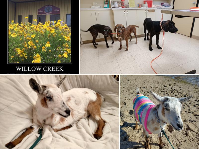 Willow Creek Veterinary Center