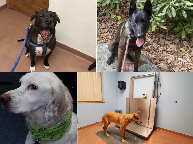 Scranton Animal Hospital