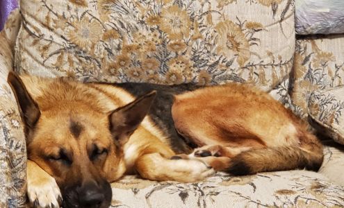 Carbondale Veterinary Hospital