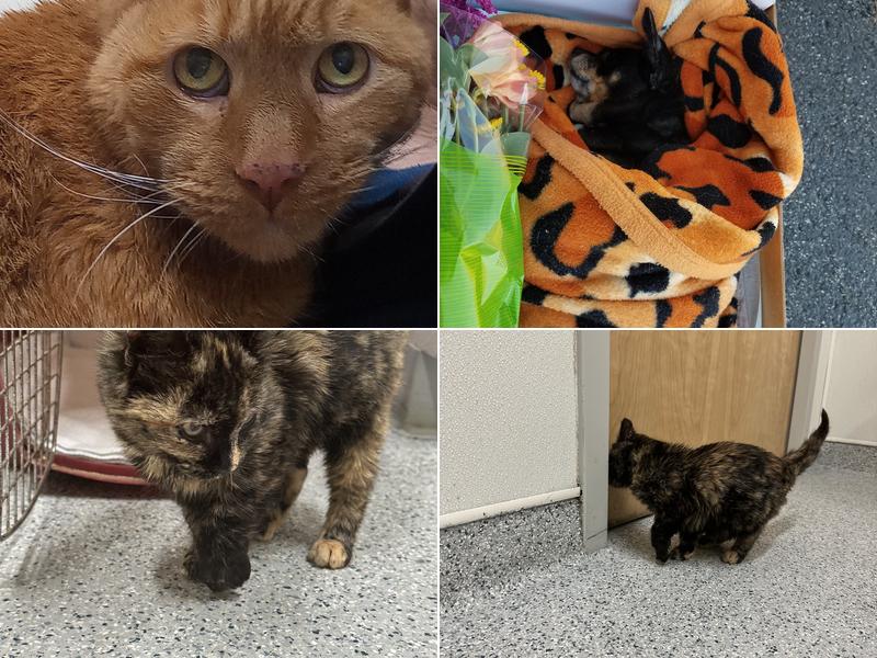 Boiling Springs Animal Hospital