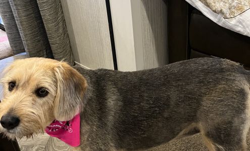 Animal Clinic of Tippah County 9950 MS-15, Ripley Mississippi 38663