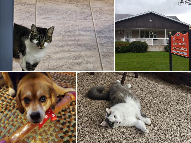 Tyrone Veterinary Associates