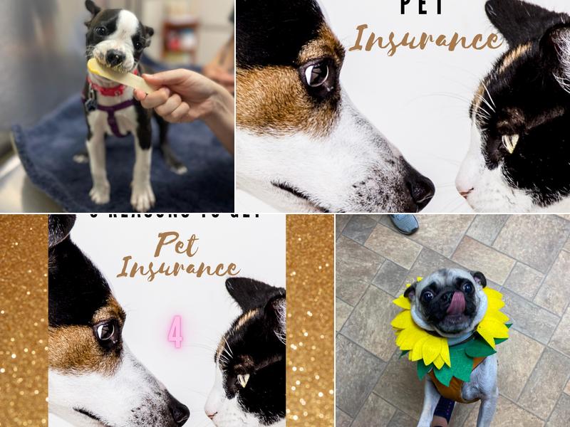 University Drive Veterinary: Susan Lincoski, VMD