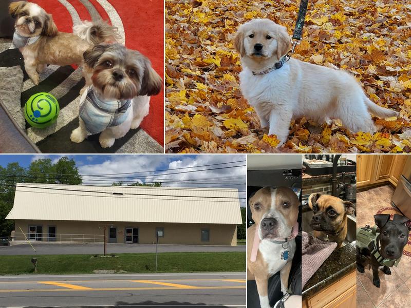 Straley Veterinary Associates