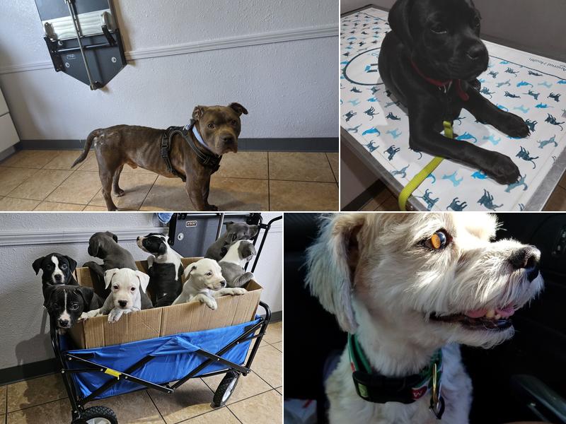 Utopia Animal Hospital