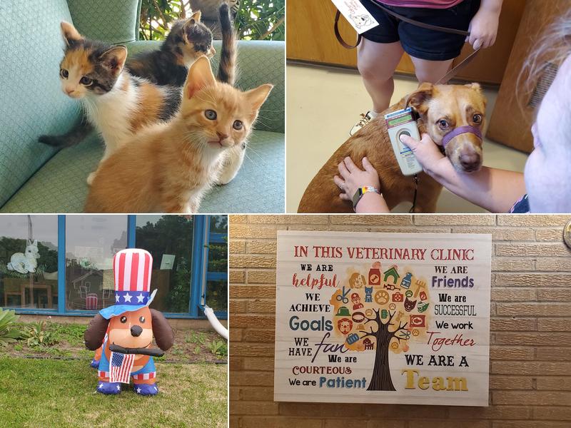 Town & Country Veterinary Services