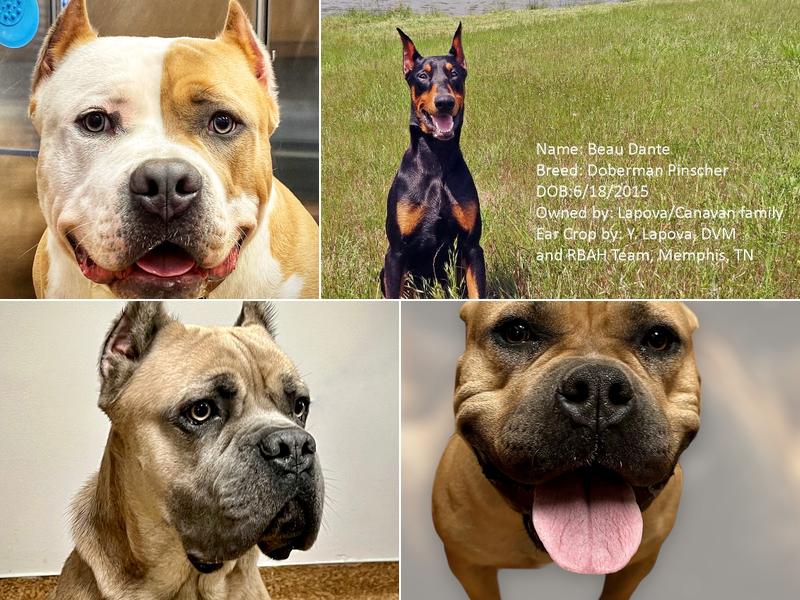 Raleigh Bartlett Animal Hospital