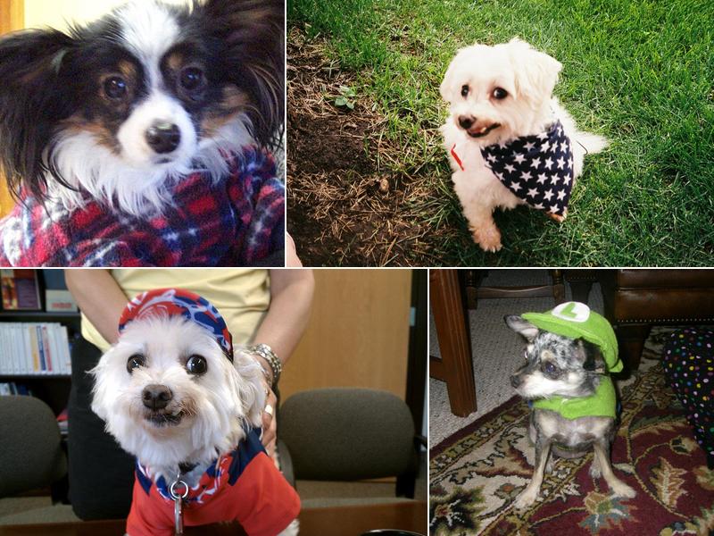 Valley View Pet Hospital: Tholl Larry DVM