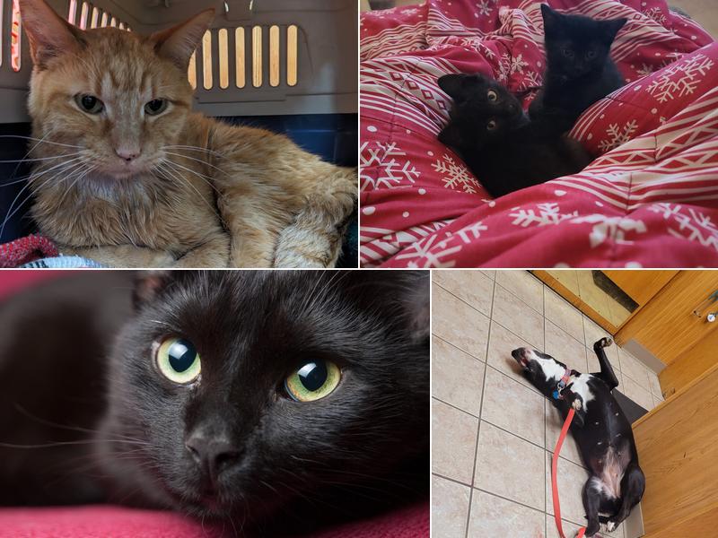 All Creatures Veterinary Clinic