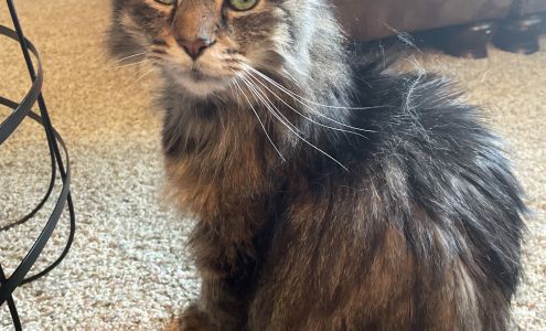 Halls Animal Hospital