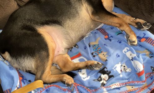 Callahan Drive Animal Hospital