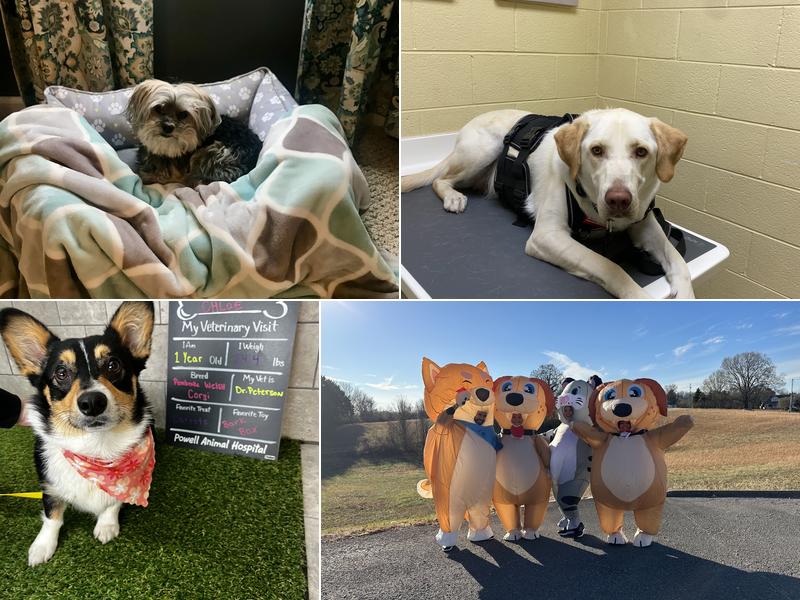 Powell Animal Hospital, A Thrive Pet Healthcare Partner