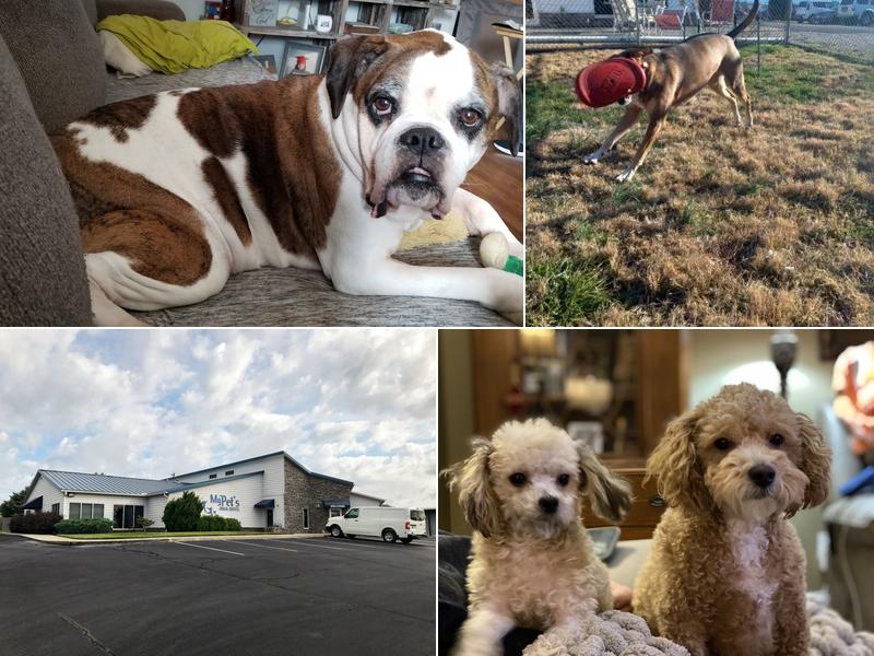 My Pet's Animal Hospital