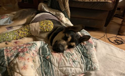 Veterinary Care and Specialty Group