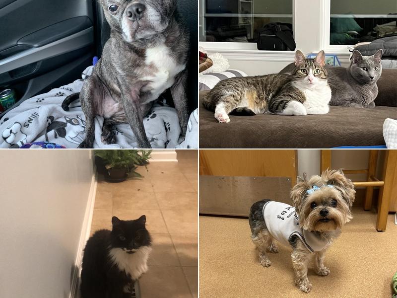 Pilkington Tyler DVM