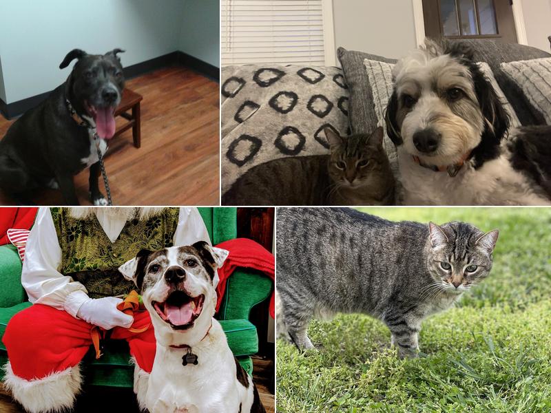 Fort Oglethorpe Pet Wellness Center