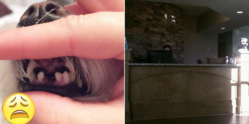 Dr. Laci Catron-Lowe DVM