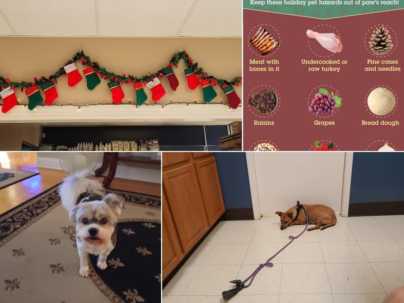 Young's Animal Hospital: Stricker Stephen G DVM