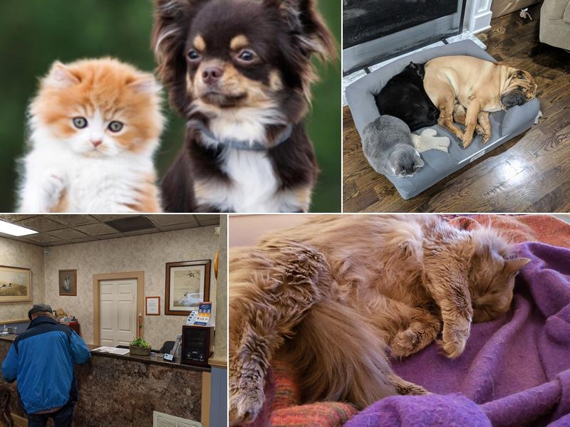 Caring Hands Animal Hospital