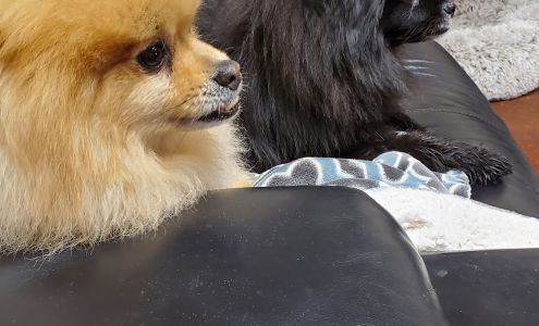 Williamson County Animal Hospital: Reynolds Forrest W DVM Franklin