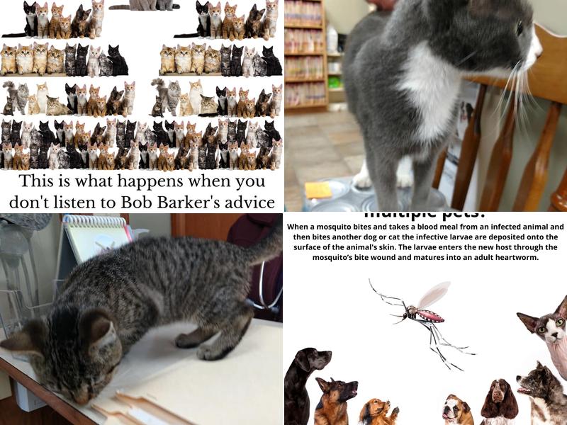 Mangum Carpent Rachael DVM