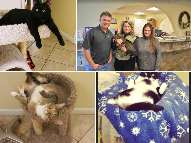 Calcote Katherine L DVM