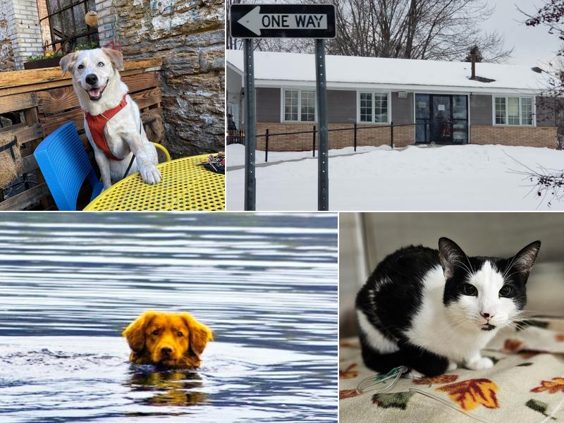 Lakes Veterinary & Surgical Center