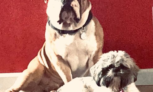 Las Palmas Veterinary Hospital 1239 US-281, Falfurrias Texas 78355