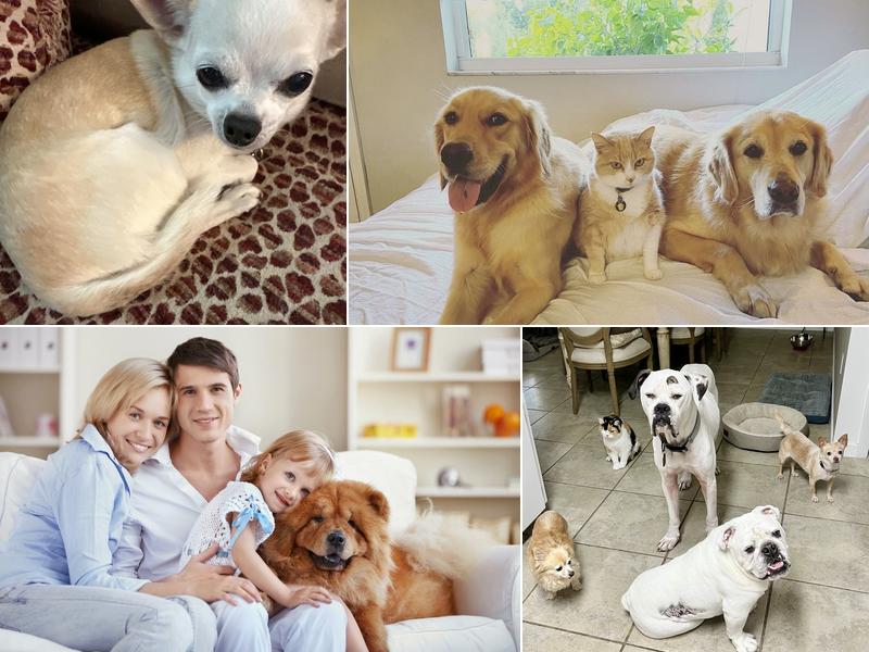 Jacaranda Animal Hospital- Dr. Kelley Garner