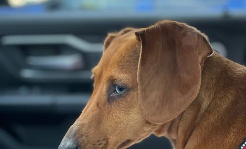 Evelyn Andre Hansen, D.V.M 5728 Clark Rd, Sarasota Florida 34233