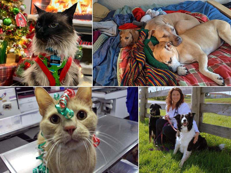 Twin Maples Veterinary Hospital