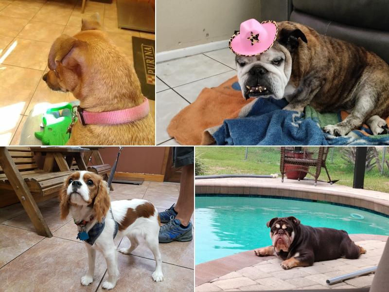 Crankshaw Veterinary Services