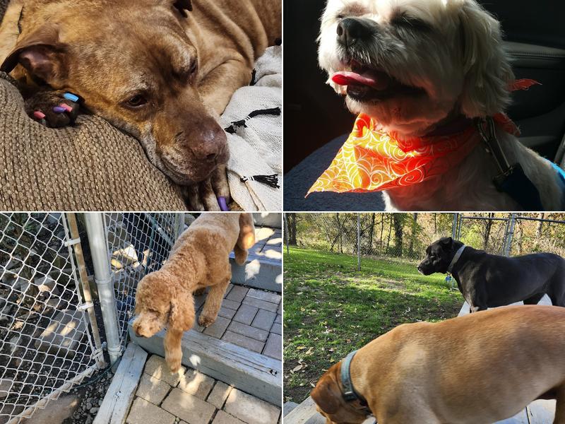 A Suburban Animal Center