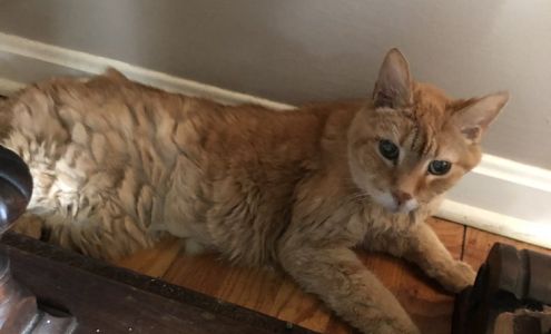 Behrens Abby DVM 1819 Abbey Ave, Cleveland Ohio 44113