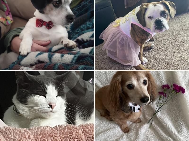 Willow Run Veterinary Clinic