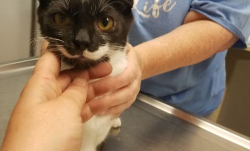 Able Animal Hospital