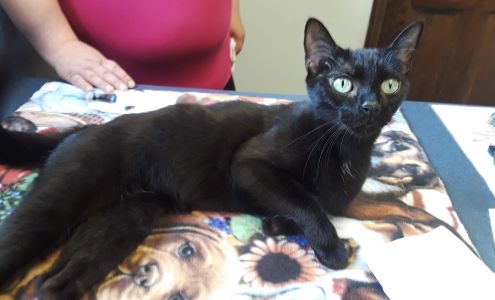 Village Animal Clinic LLC