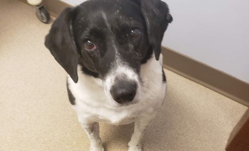 Northarlington Animal Clinic: See Heather L DVM