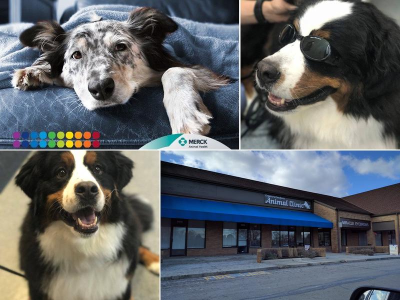 Creature Comforts Animal Clinic