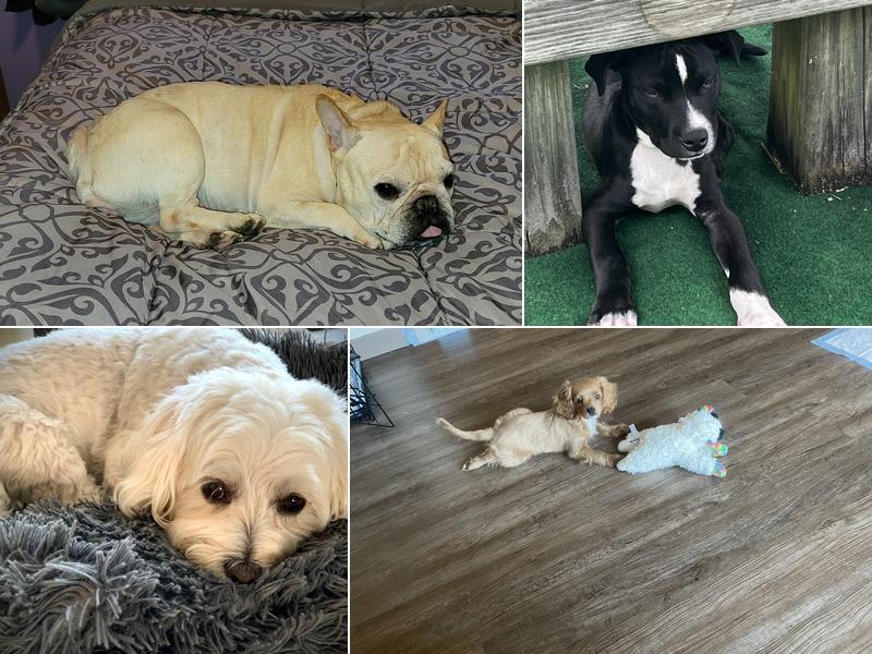 Great Miami Veterinary Care (prev AMC Miamisburg)