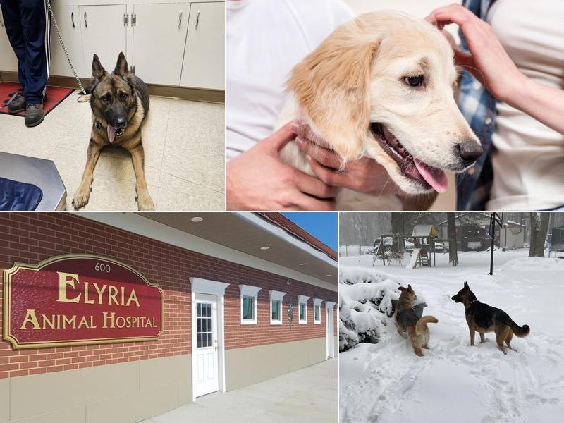 Elyria Animal Hospital