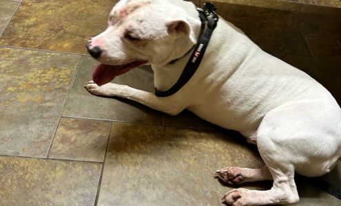 Amherst Animal Hospital