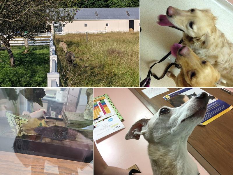 Fox Veterinary Hospital