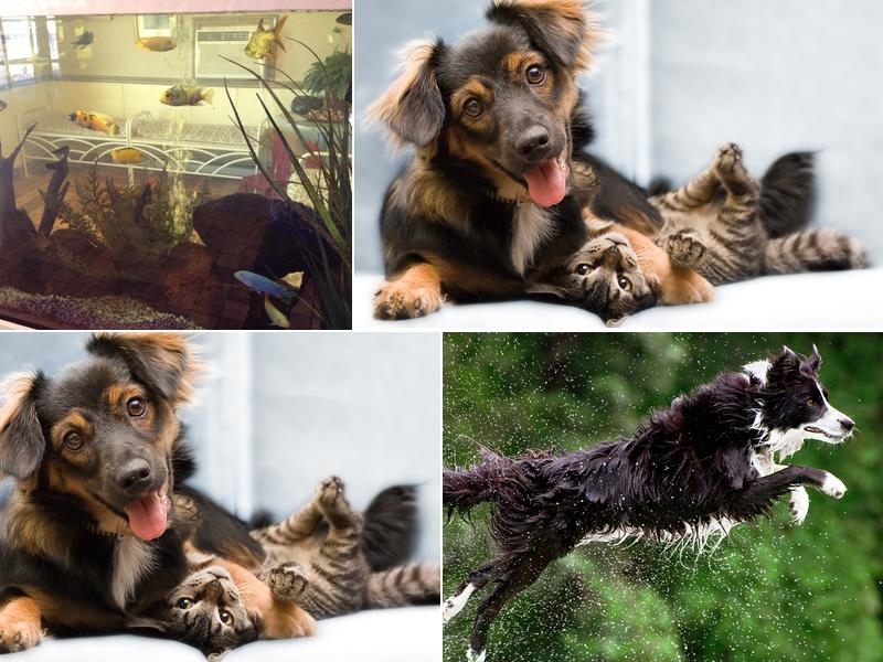 Avon Animal Hospital