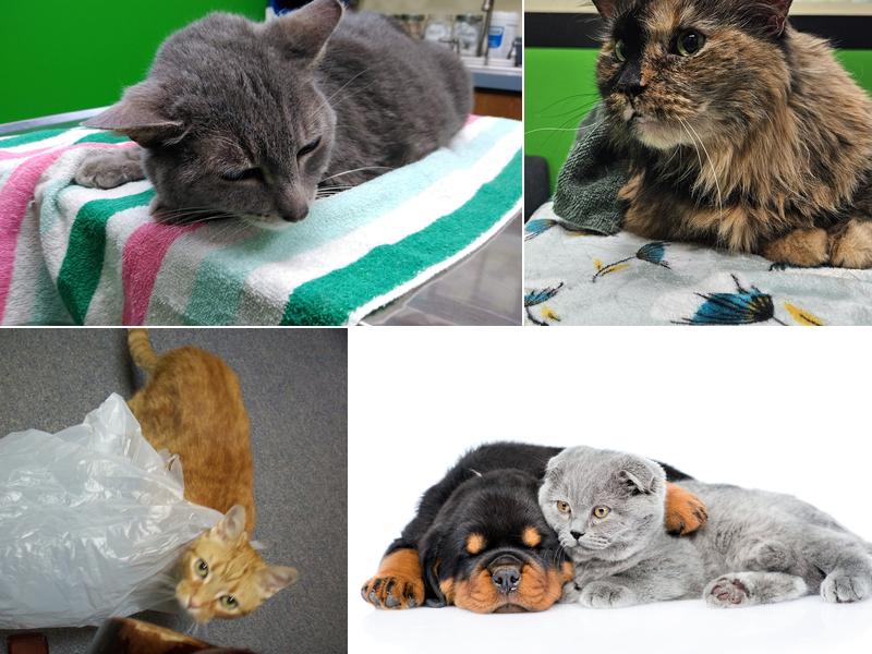 Columbia Animal Clinic