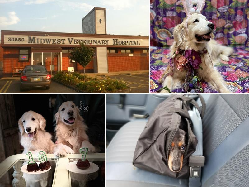 Midwest Veterinary Hospital
